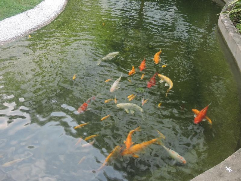 The Millen Penang, Autograph Collection Otel George Town Dış mekan fotoğraf Koi in a pond