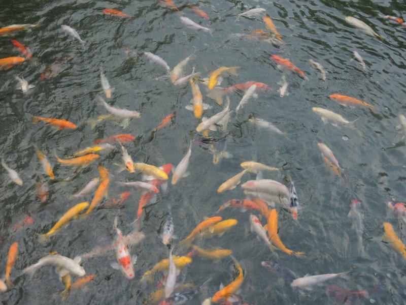 The Millen Penang, Autograph Collection Otel George Town Dış mekan fotoğraf Goldfish